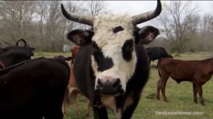 Once a ranch, now a cow sanctuary