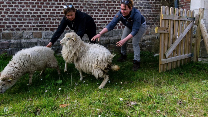 Arras: des moutons dignes de Shaun à la Citadelle