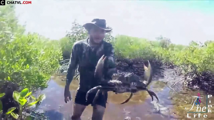 Catch And Cook Giant Crabs In Mangroves   Bắt cua khổng lồ ở rừng ngập mặn và nấu ăn ngay