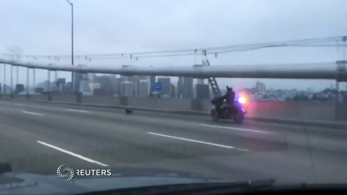 Chihuahua on the loose on Bay Bridge