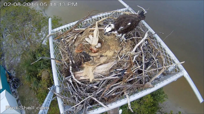 Ospreynest Lucy /Ricky 02/08/16 17:10 Ricky deliver a nice headless fish as supper to Lucy