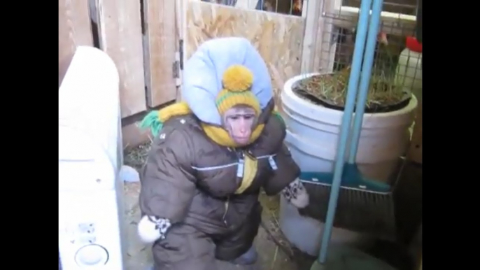 Funny Monkey Loves His Farm Pets And It’s Adorable