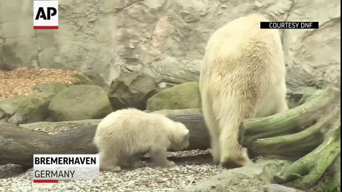 Les premiers pas d'un bébé ours blanc dans un zoo en Allemagne