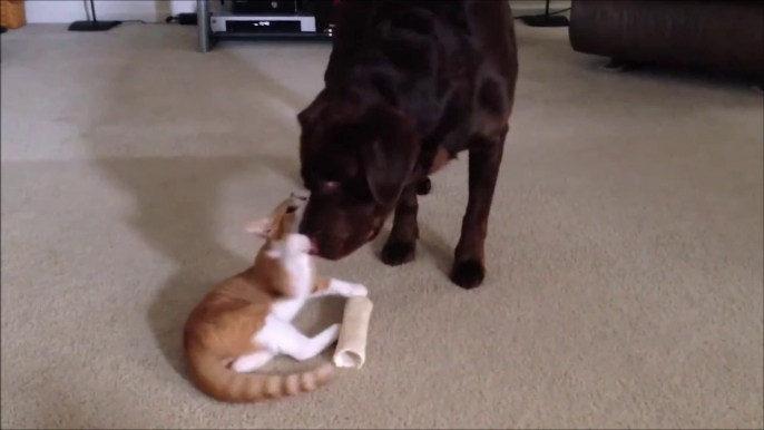 Un chat et un Labrador copains comme cochons !