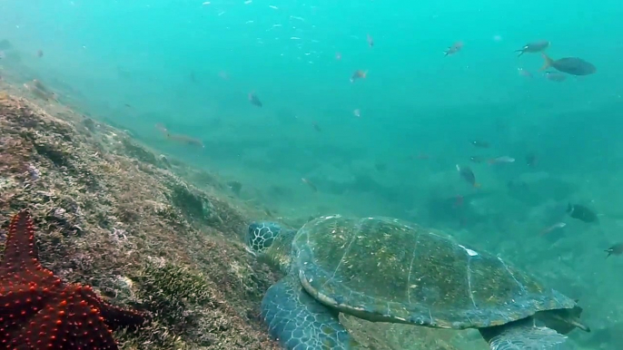 Snorkeling in the Galapagos Islands!