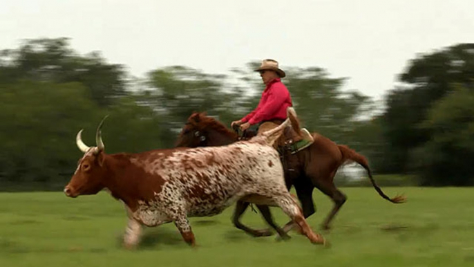 Houston – Cowboyfeeling am Rande der Großstadt