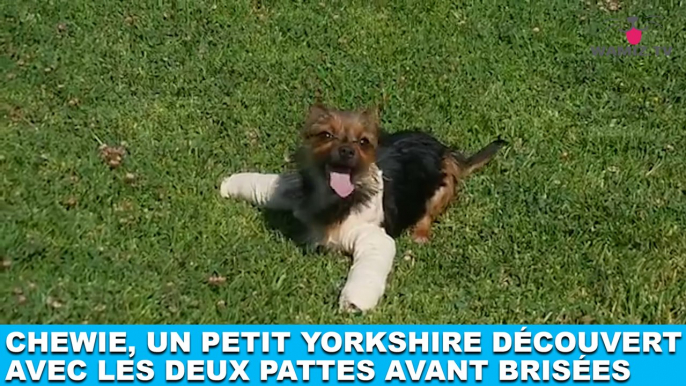 Chewie, un petit Yorkshire découvert avec les deux pattes avant brisées... Maintenant dans la minute chien #183