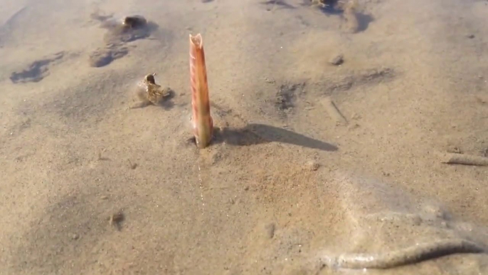 This Is How An Atlantic Jackknife Clam Penetrates The Sand