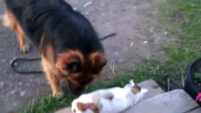 German shepherd and cat  sharing affection