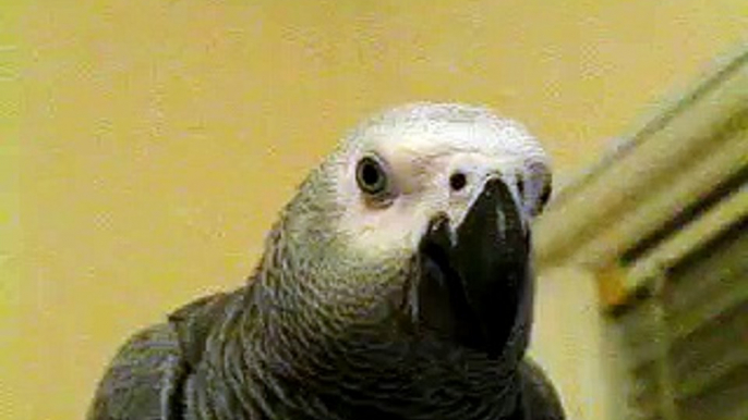 African Grey chewing