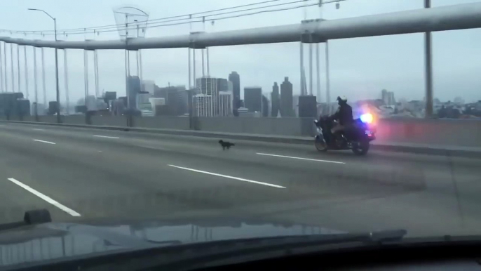 La police poursuit un chihuahua sur le pont de San Francisco !