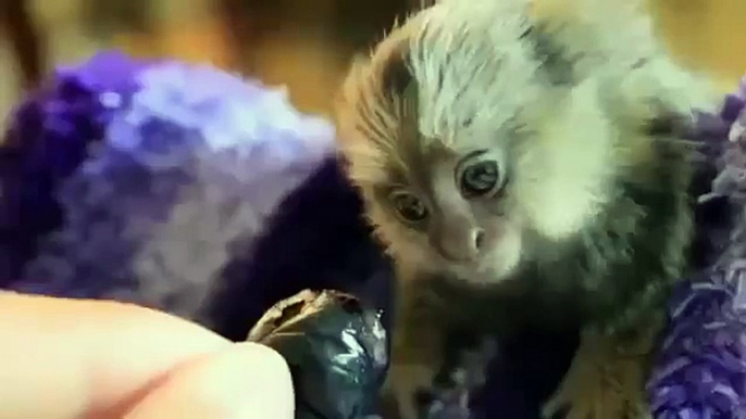 Slow Loris eating a Rice Ball