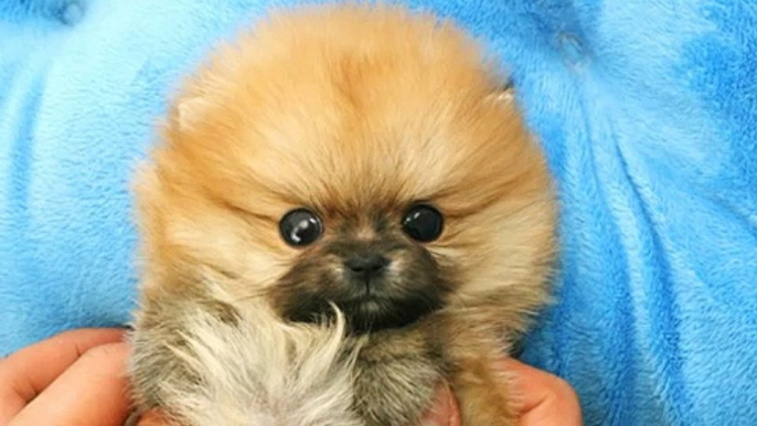 Tiny Teacup Pomeranian Puppies For Sale, Teacup Pom Puppies