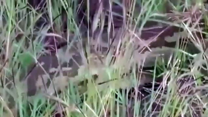 Giant Python hides in cars bonnet