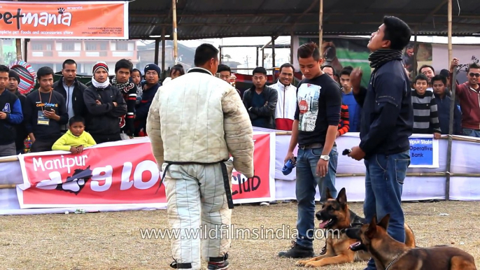 Highly-trained German Shepherds paraded at Manipur Dog Show