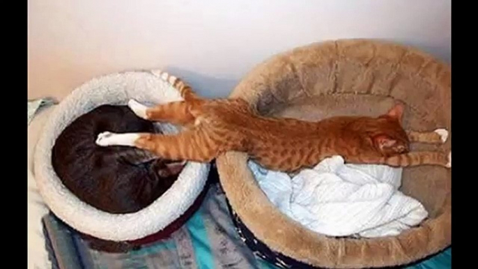 How to relax FUNNY PETS - NEW ANIMAL Jokes