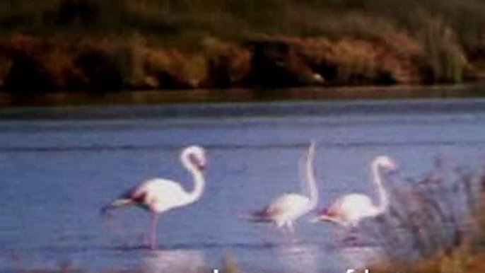 Flamencos de laguna smir