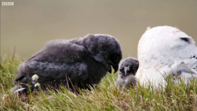 Master of the Sky: Owl Vs Wolf  - Super Powered Owls - BBC