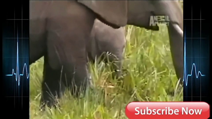 Elephant Vs Lions Attack To Death ➤ Python Channel Tv