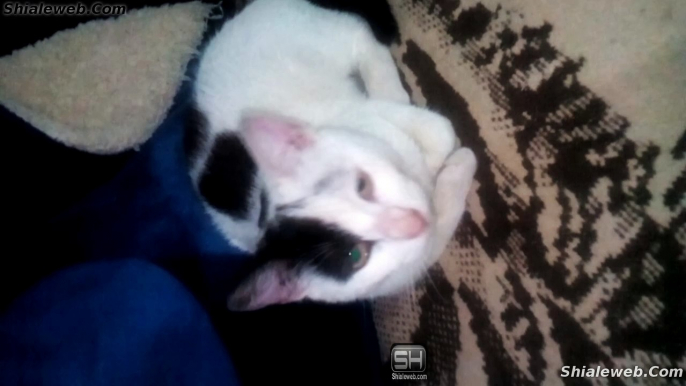 MY GATA VACA JUGANDO ANIMALES Y MASCOTAS UN FELINO ME DESPIERTA TEMPRANO DE FORMA JUGUETONA ABRIL 2016