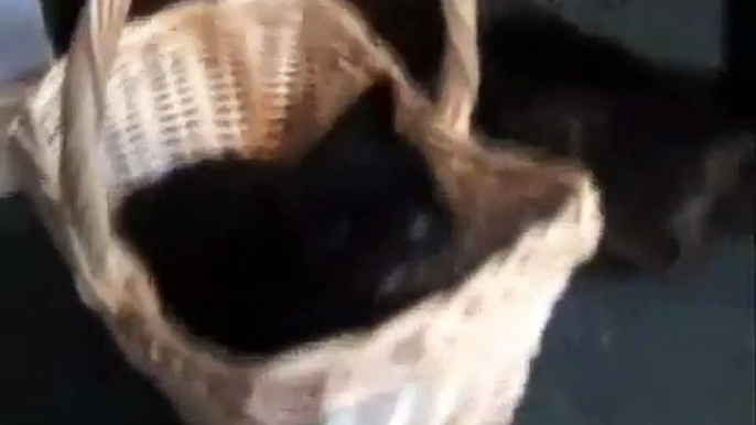 #204 kittens play in basket [Davidsfarm]