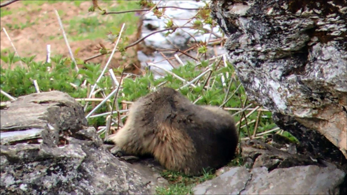 Marmottes cascade d'Ilhéou