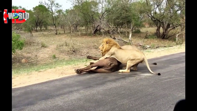 Biggest wild animal fights - CRAZIEST Animals Attack Caught On Camera