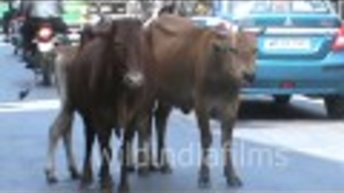 Cows Have Full Democratic Rights On Indian Roads : wildindiafilms