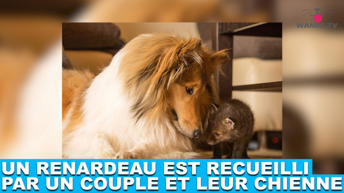 Un renardeau est recueilli par un couple et leur chienne ! Maintenant dans la Minute Chien #199