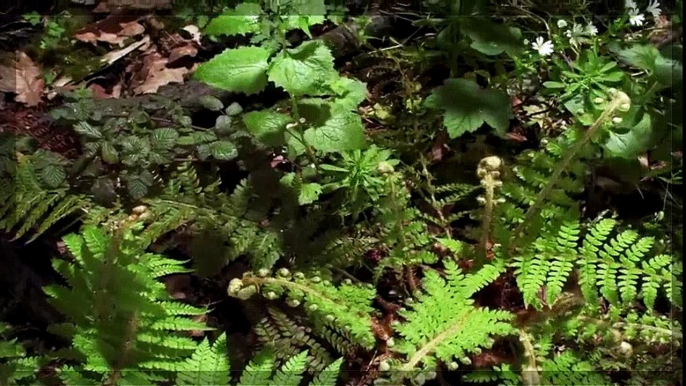 ► El planeta Tierra: naturaleza Increíble paisaje 1080p HD | HD