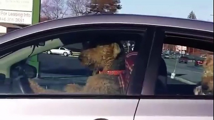 Impatient Pups Left Alone In Car Lay On The Horn For Their Owners’ Return