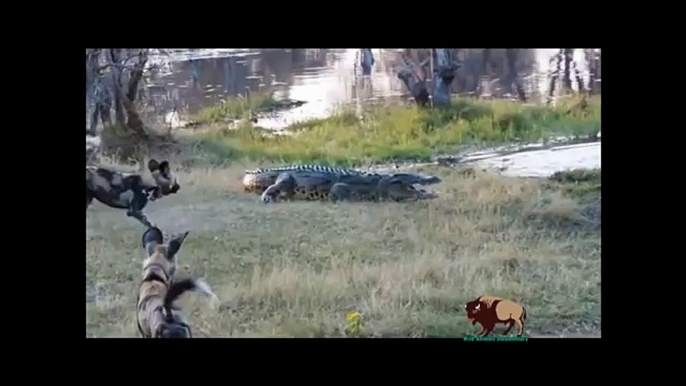 15 CRAZIEST Animal Fights Caught On Camera #5 - Crocodile,Elephant,Leopard,Zebra,Rhyno,Eagle,Cobra