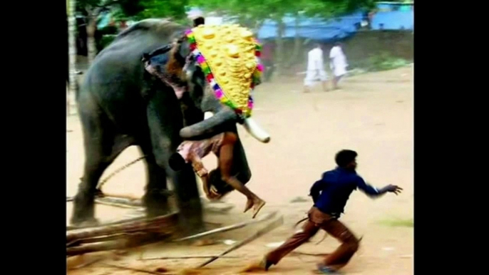 Biggest wild animal fights,CRAZIEST Animals Attack Caught On Camera,Elephant Attacks – Donna