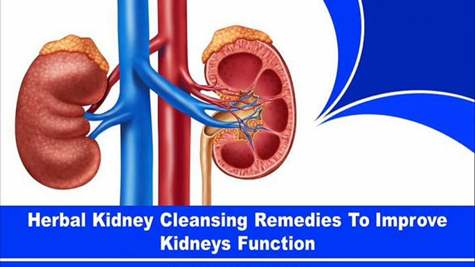 Herbal Kidney Cleansing Remedies To Improve Kidneys Function