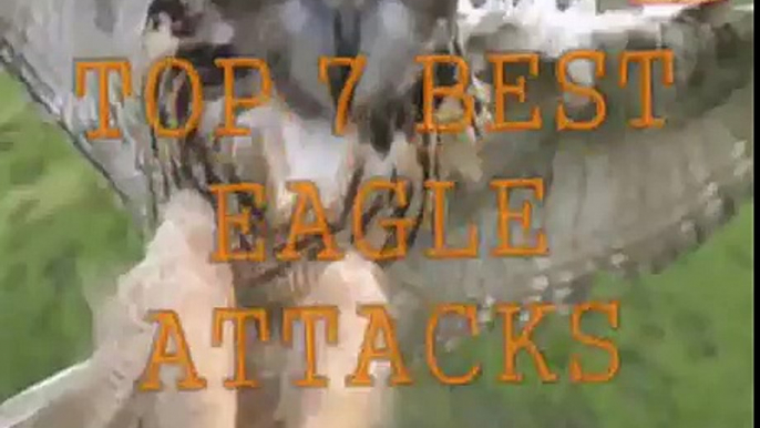 Top 7 Best Eagle Attacks (GRIZZLY,KANGAROO. MAN) HD