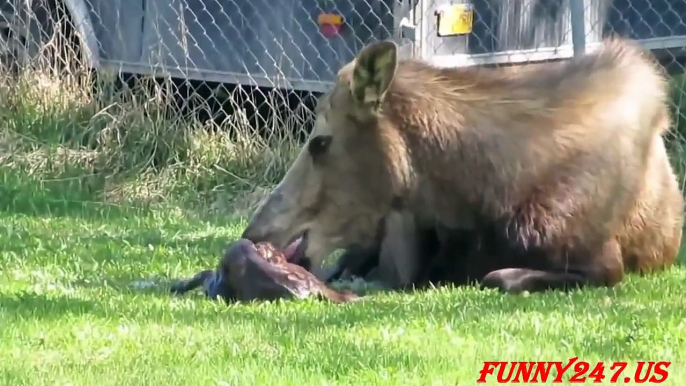 Moose giving birth to Twins ☆ Animals Giving Birth