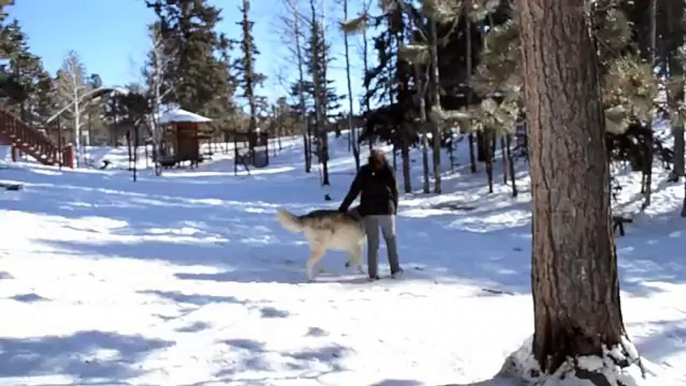 Affianco a lei si siede un lupo gigante. Lei lo accarezza e guardate la sua reazione....