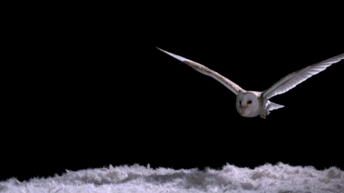 Experiment! How Does An Owl Fly So Silently - Super Powered Owls