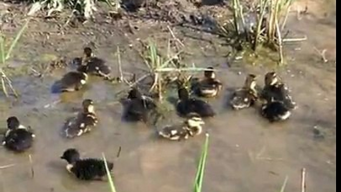 call ducklings first time in the pond Part 1