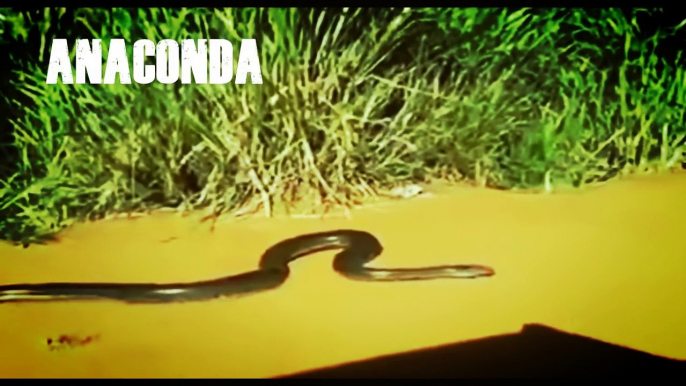Most Amazing Wild Animal Attacks - Giant Anaconda Attacks Human Real - When animals attack