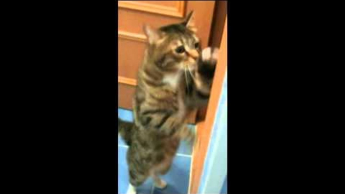 Dancing Cat Shows His Moves