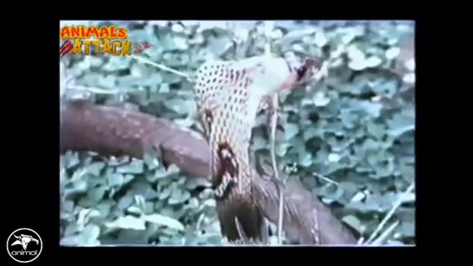 Eagle vs Snake Real Fight   Eagle Attack Snakes ☆ Amazing Animal