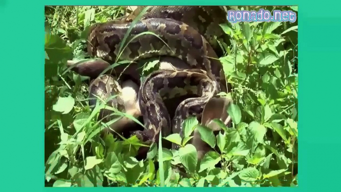 CRAZIEST Animals Attack Caught On Camera - Biggest Anaconda attacks Humans real #1 – Daisy