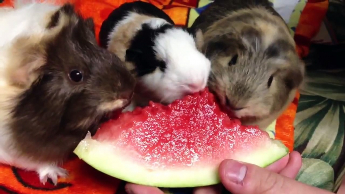 Guinea pigs eating watermelon