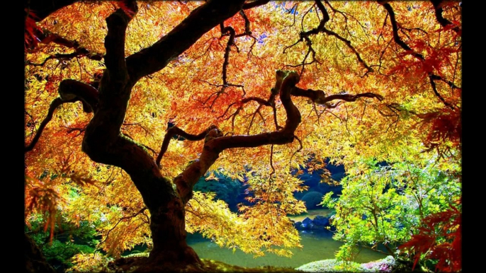 Autumn Japanese Garden in Portland%2C United States %2825 photos%29