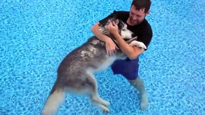 Immerge Il Suo Anziano Cane In Piscina, Grazie A Questi Bagni Succede L'Incredibile!