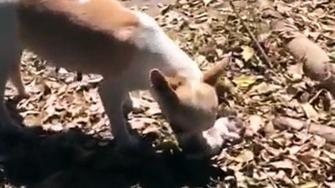 Questo cane ha perso il suo cucciolo, quello che ha fatto con il suo corpo senza vita è stato Strazi