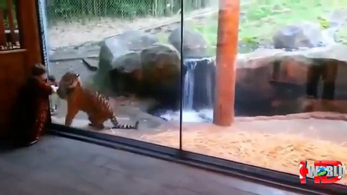 Funny animal videos Animal Attacks on Humans Animals attack at the zoo