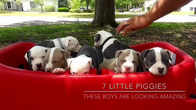 XXL Pitbull Puppies For Sale ; ManMade Kennels ; Best Dogs On Earth ; Blue Nose Pit Bull Puppies