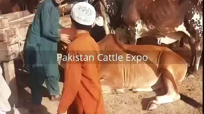 cow mandi 2016 Peshawar - Bakra Eid - Eid ul adha